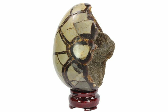 Septarian Dragon Egg Geode - Black Crystals #123020